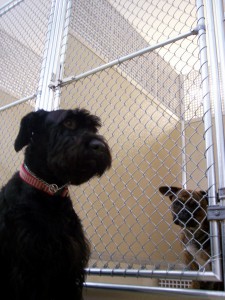 Hundkennel 1