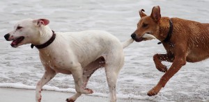 dogs-708354_640 (1)