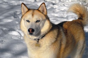 1280px-Siberian_Husky_sable