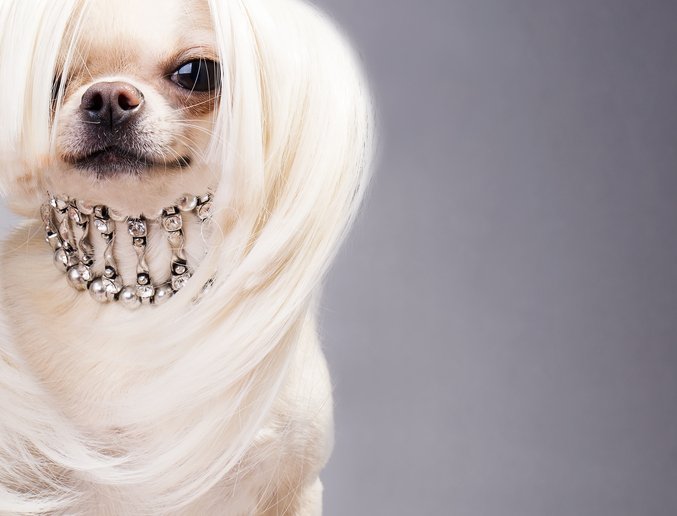 En lyxhund med passande accessoarer