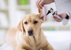 Hearing checkup of labrador dog in vet ambulance