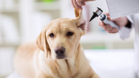 Hearing checkup of labrador dog in vet ambulance
